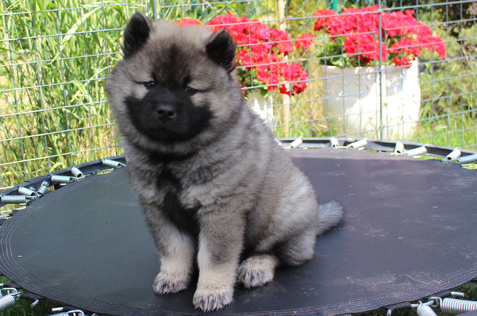 Chinook Welpe.JPG