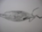 detail of last year's radish