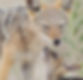 renard-nature-equilibre-bien-etre-atelier-suisse