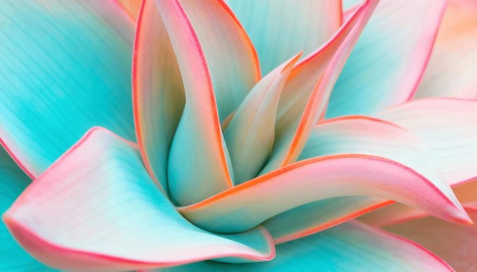 plante-croisance-developpement