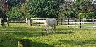 horse.jpg
