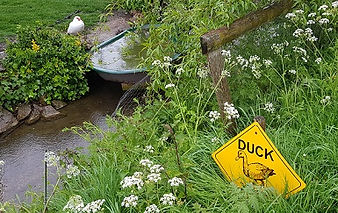 duck2.jpg