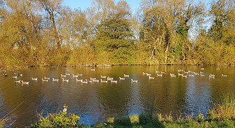 Ducks1.jpg