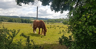 horse.jpg