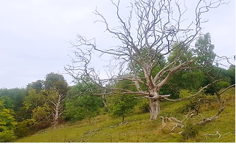 ztree2.PNG