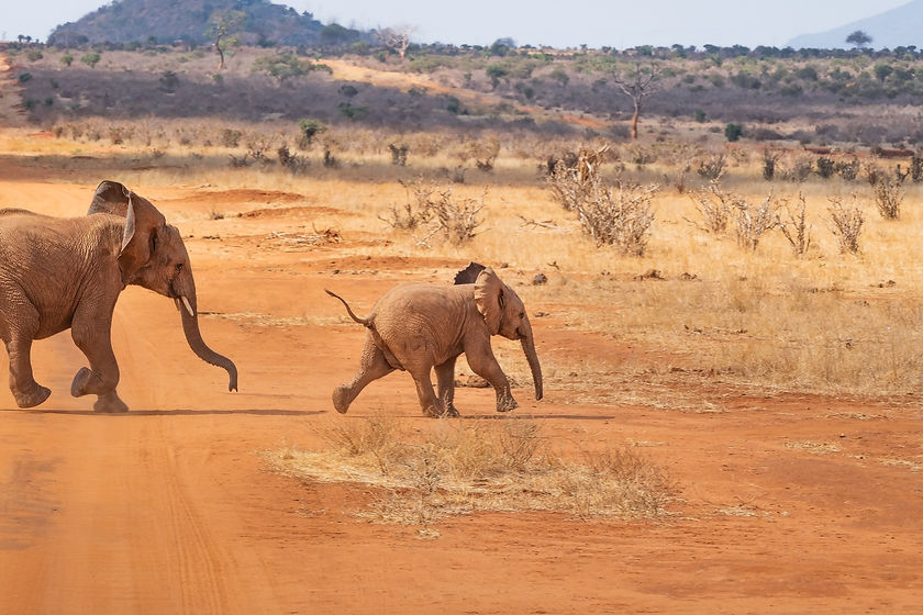 South Africa Safari_4.jpg