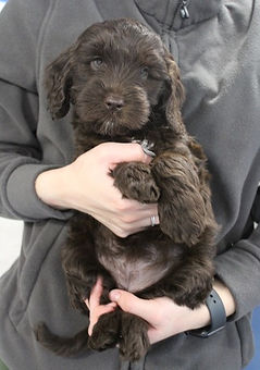 Smudge%20x%20Baxter%20Left%20Shoulder%20