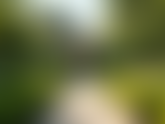 Enhance Your Yard with Expert Landscaping Services