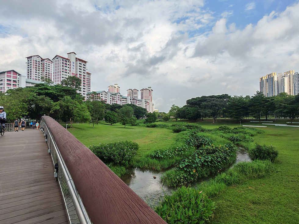 Eye-level view of a shaded boardwalk in a Thomson nature park.
