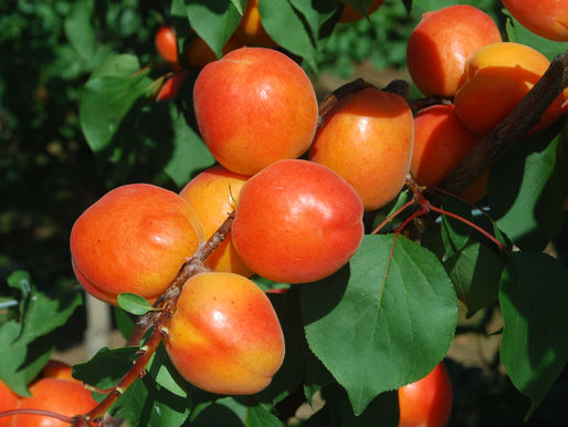 Green e sostenibile: l'ortofrutta europea raccontata da IN&OUT