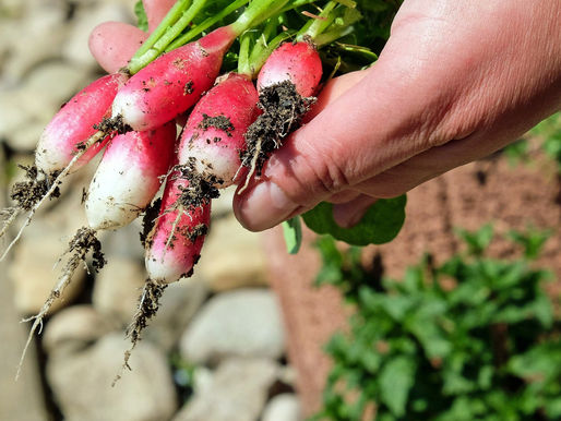 Orti aperti, ma nel rispetto delle norme di sicurezza