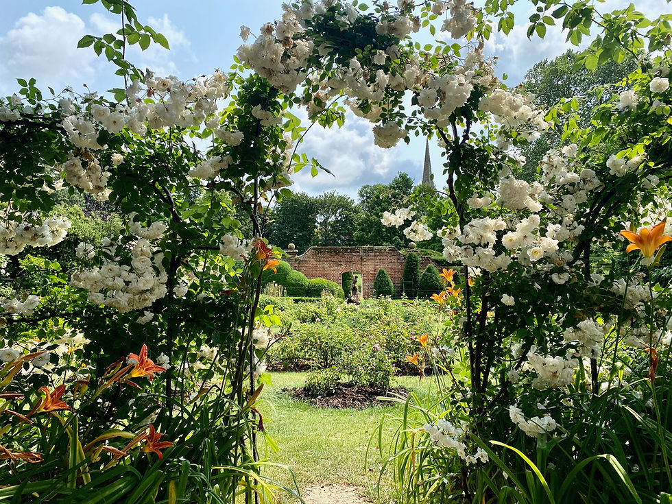 Summer Rose Garden