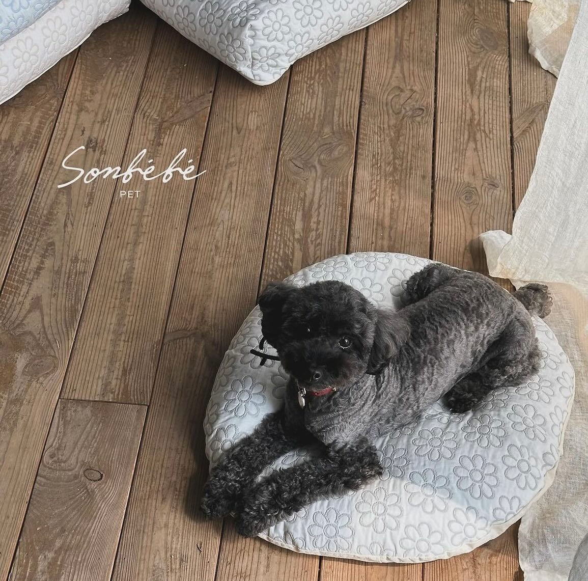 【自訂刺繡名】小雛菊🌼♥涼感寵物床(貓咪狗狗適用) 的副本