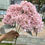 Thumbnail: Wedding Decor Rose dusty pink blush nude light coffee rice white artificial rose