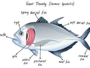 The anatomy of a fish (no particular type)
