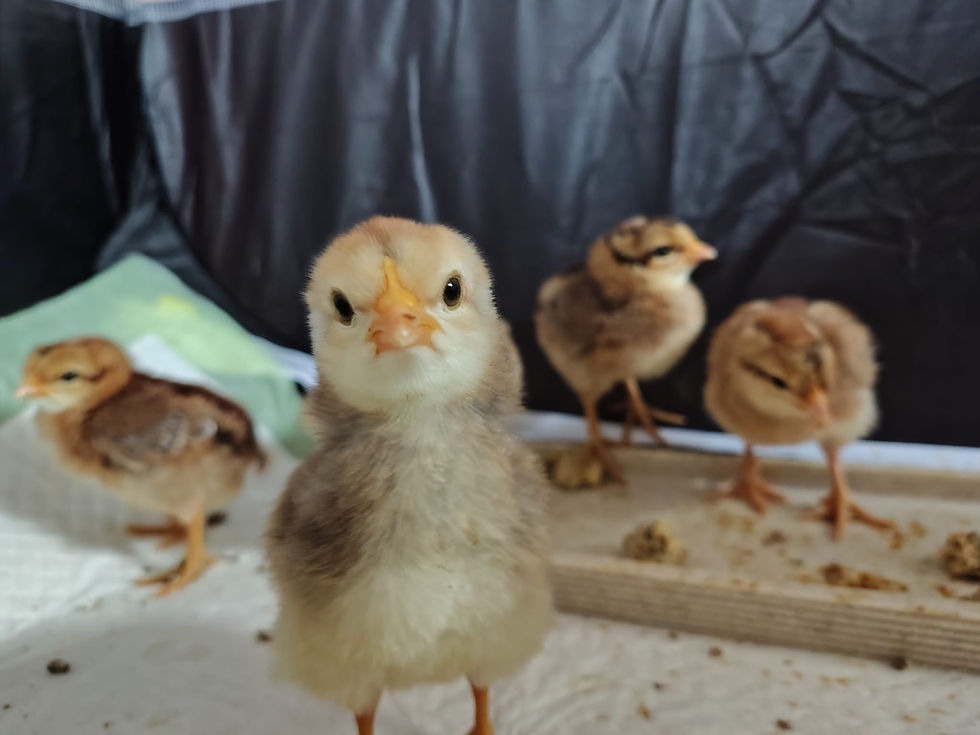 This is almost all of our chicks this year, (2026) and in the photo is Silver, "Barbie," Hazel, and "Keyhole." (Keyhole is again another joke name and wont stay as Keyhole for the rest of her life.) 