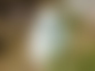 Henkilöstöanti vai työsuhdeoptio –  KHO 2025:7