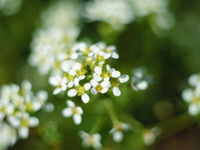 Verotuskäytännön muutos ei riittänyt lainvoimaisen tuomion purkamiseen – KHO 2024:116