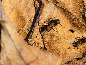 Yksi vai kaksi veropetosta – KKO 2025:9