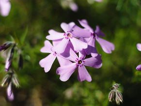 Lapsen asuminen etävanhemman luona – KKO 2025:65