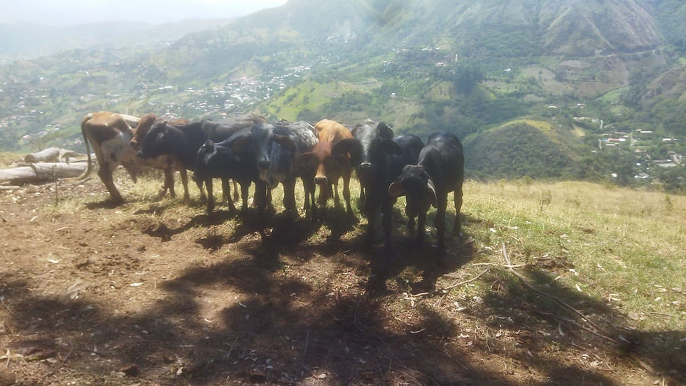 cows in line