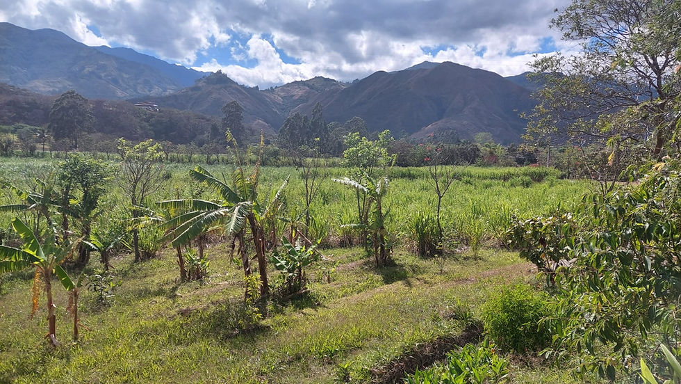 land with banana trees