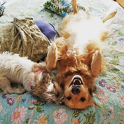 Time to wake up!  #goodmorning #thewalkingdogkailua.jpg