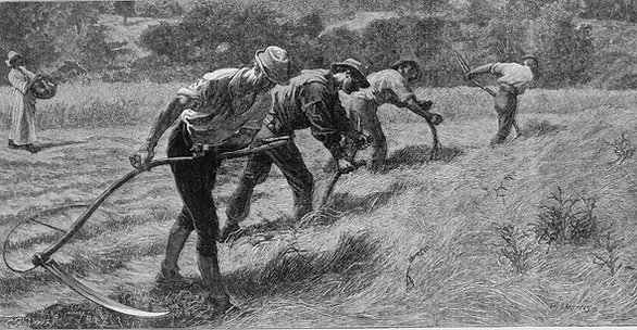 Four men use hand scythes to mow a field, first published in Harper’s Weekly, 1875. Courtesy of the Library of Congress.