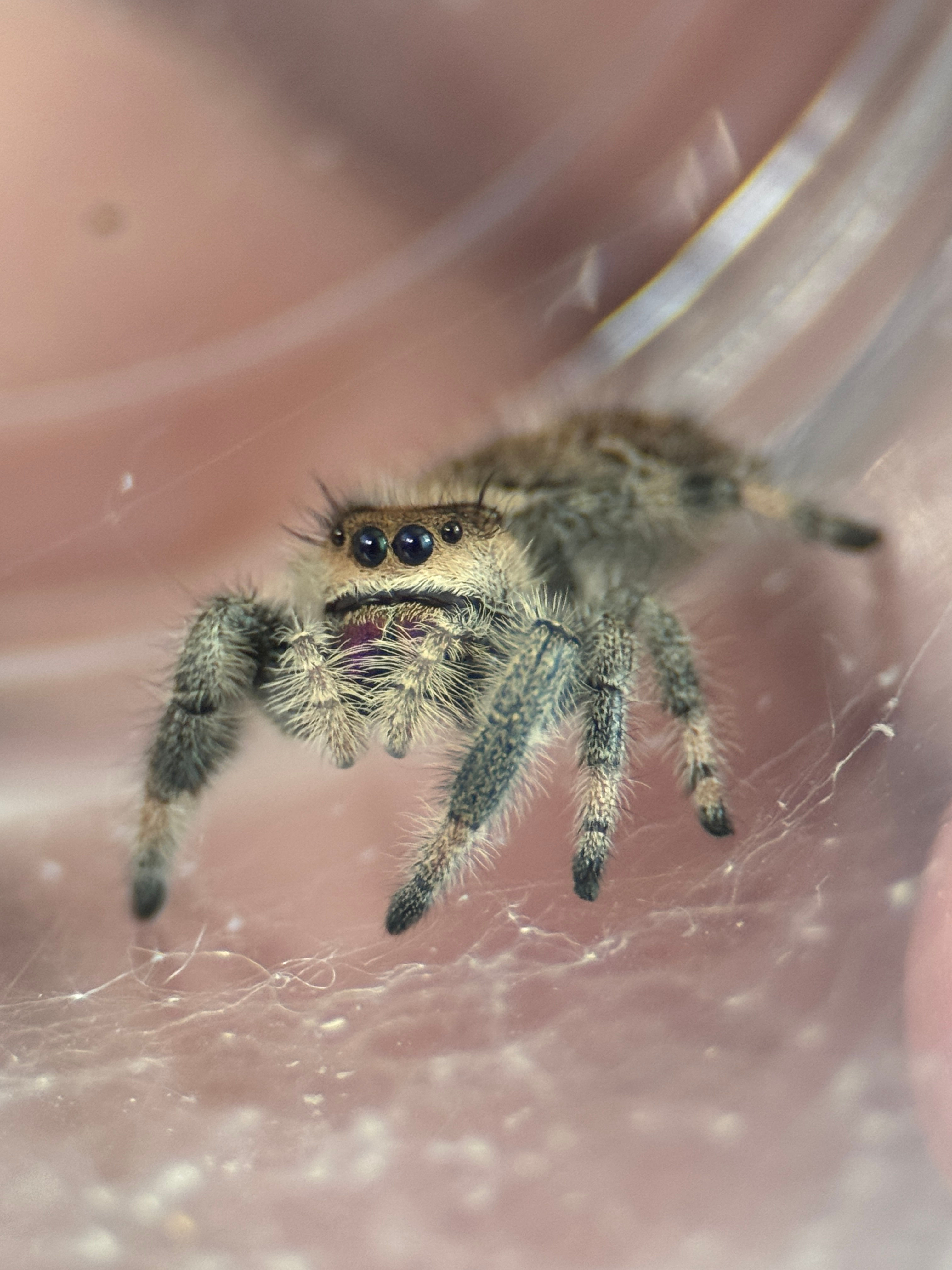 Female Regal Jumping Spider