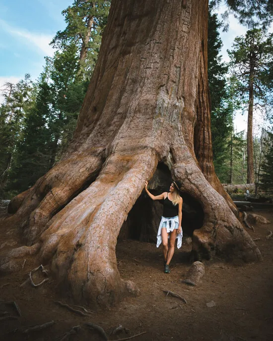 Trail-of-a-hundred-giants-proclamation-tree.webp