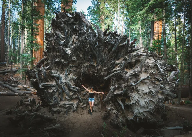 Trail-Of-100-Giants-Sequoia-National-Forest-California.webp