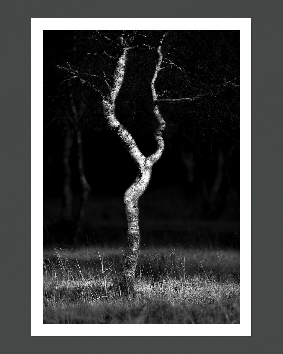 A black and white image of a minimalist art pose of a tree, with a distinctive, elegant pose.