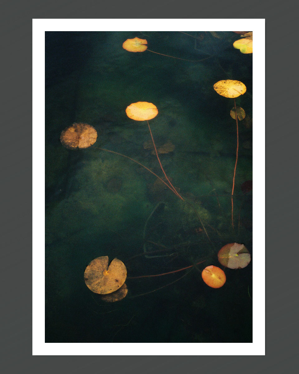 A photograph featuring a blurred image of a pond with lily pads and a yellow-colored dome, possibly a lighting fixture.