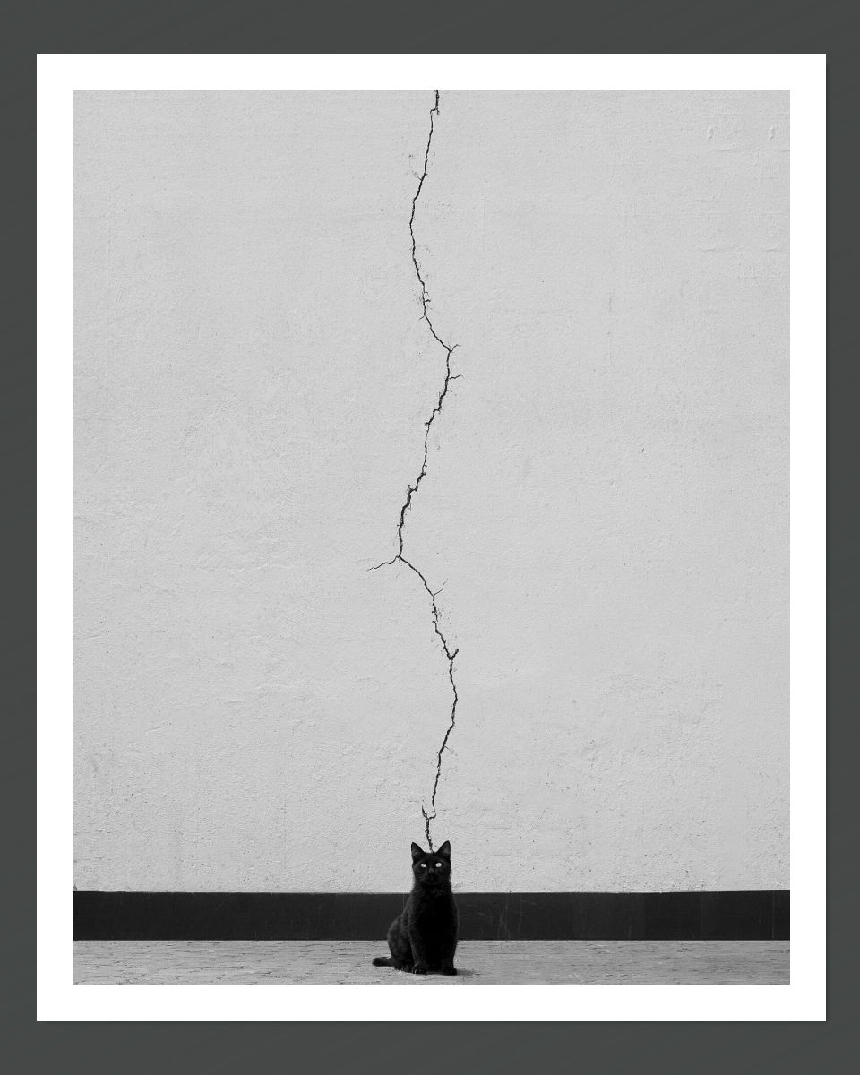 Black and white photo of a cat sitting on a wall, with a visible crack in the wall behind it.