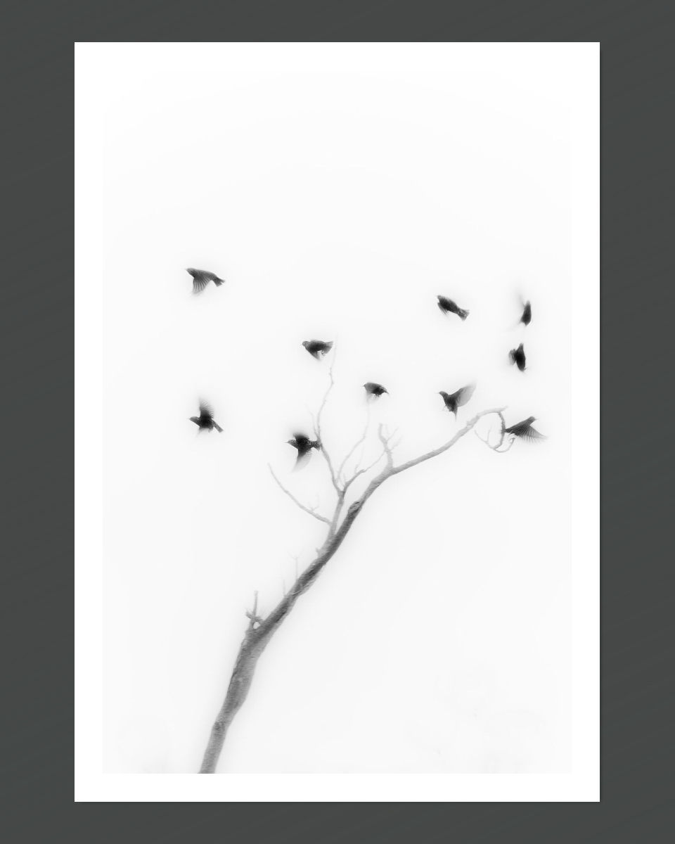 A black and white image of birds in flight around a tree, presented as a fine art print with a white border for mounting.