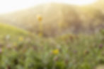 iStock-1444068927.jpg