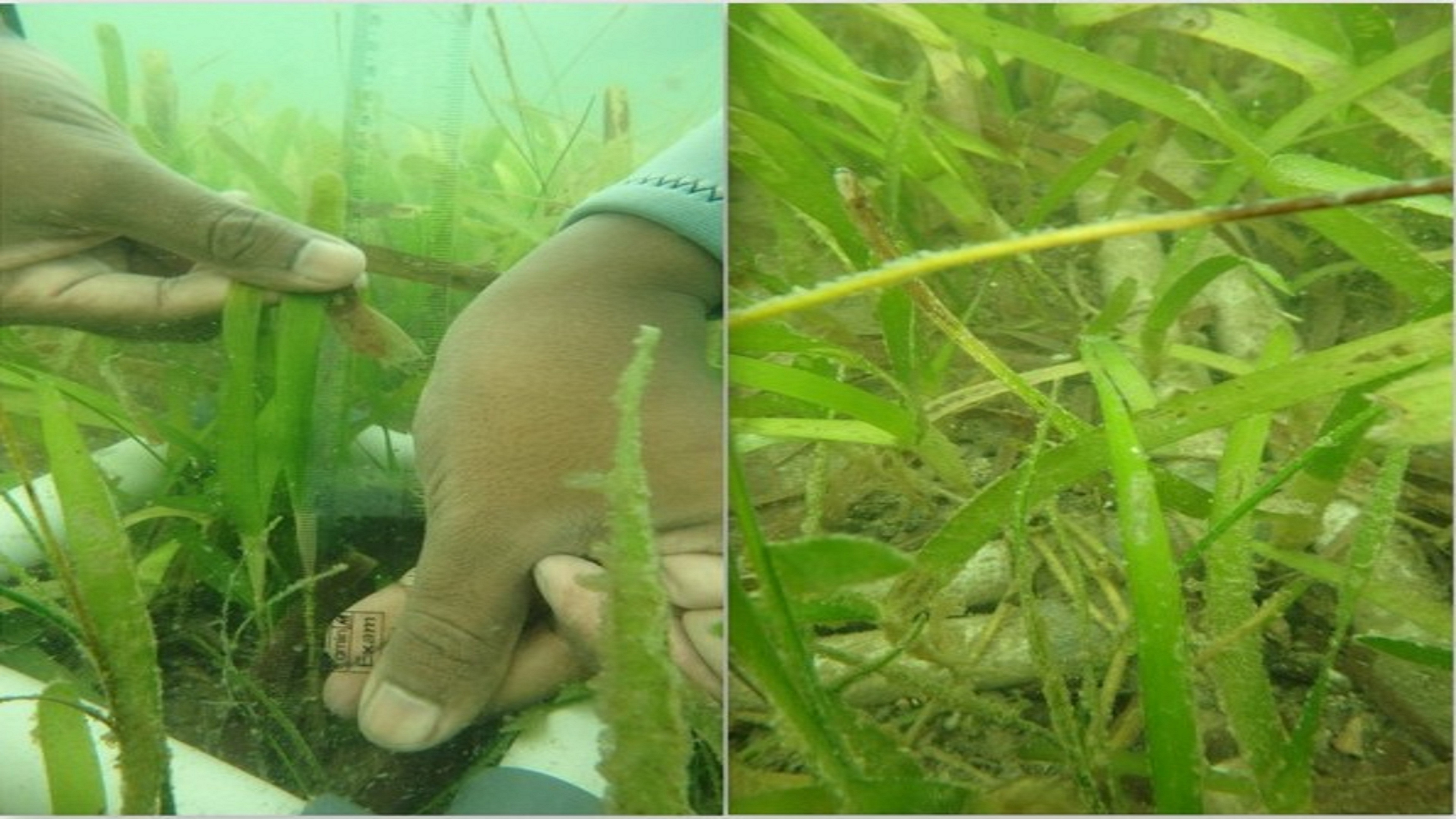 Close view of a seagrass specimen documented during OMCAR field observation in Palk Bay