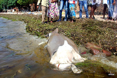 Dugong Stranding Ammapattinam 29 March20