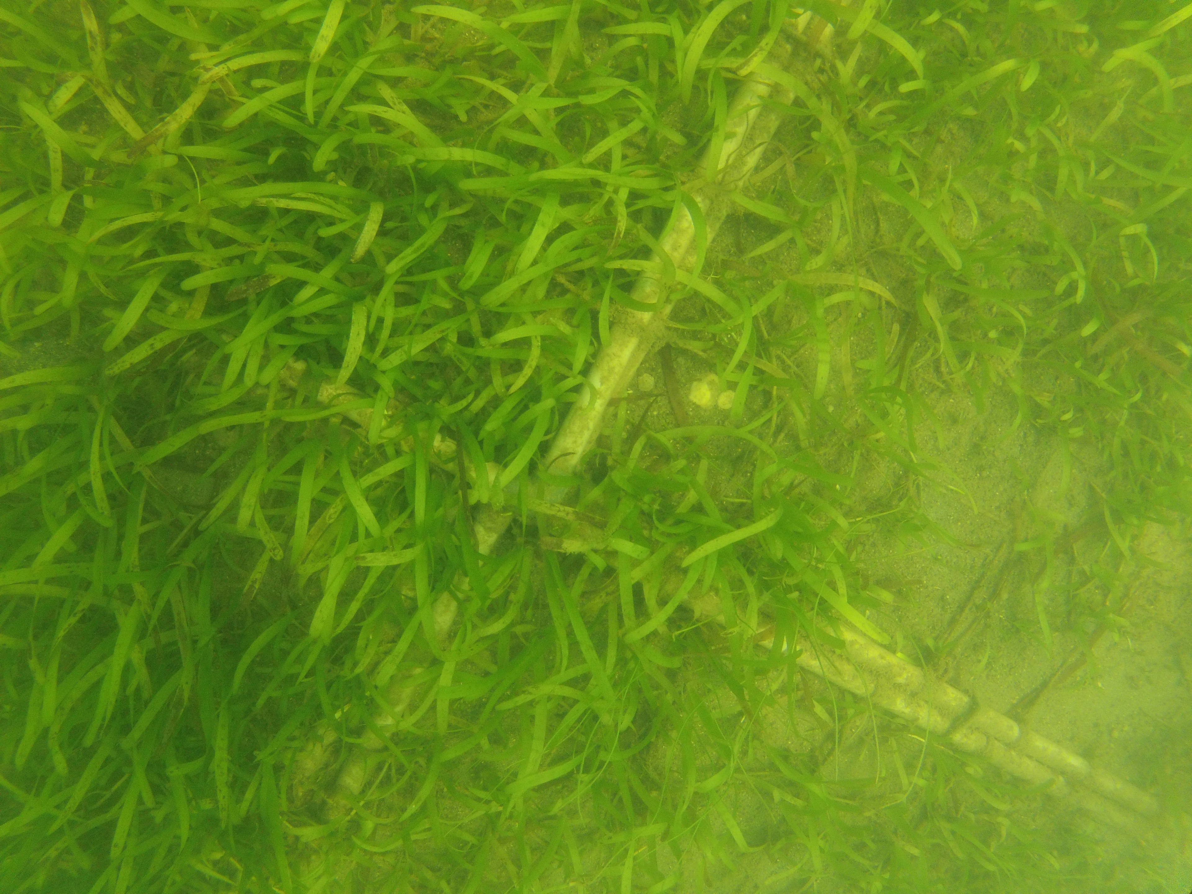 Healthy seagrass meadow documented by OMCAR in Palk Bay