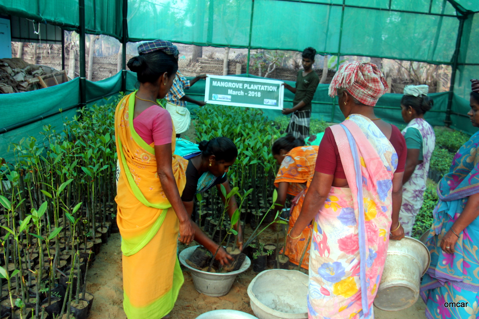 Women working with mangrove seedlings in a nursery, in OMCAR’s March 2018 field photograph.