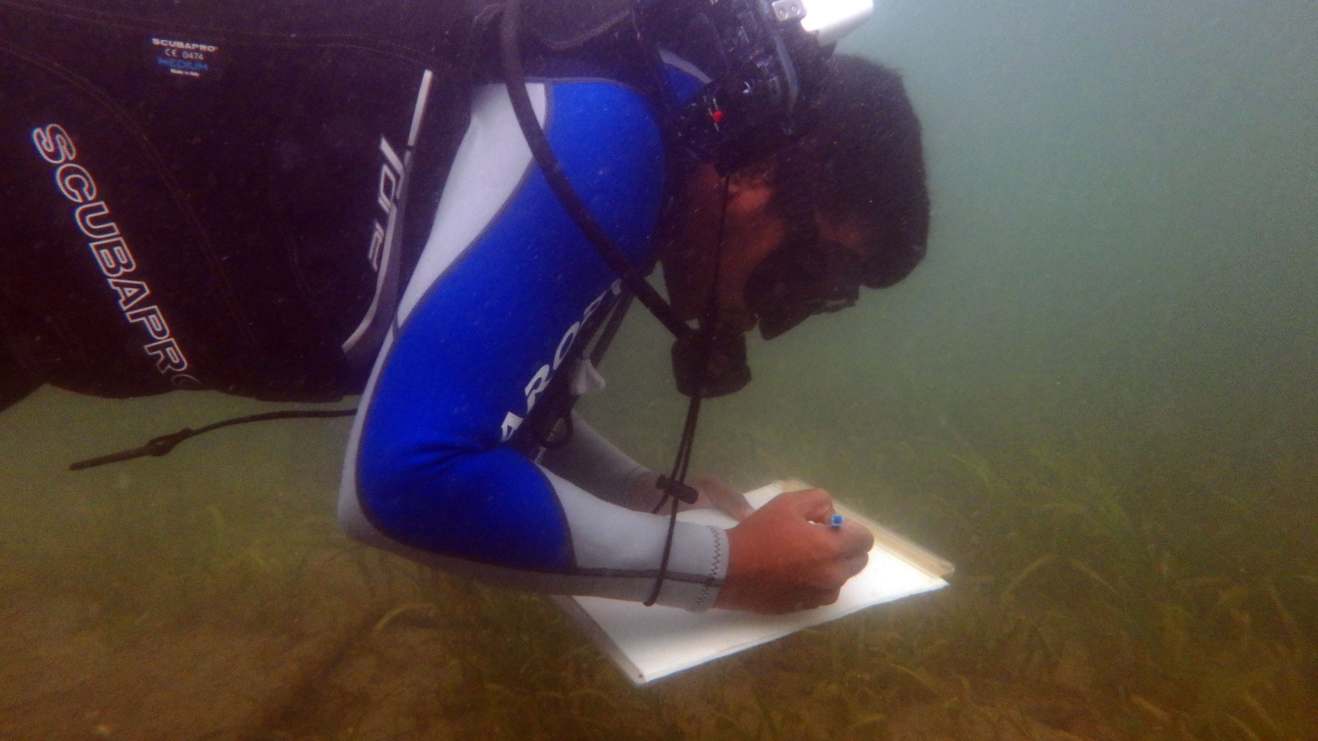 OMCAR field worker recording seagrass condition underwater in Palk Bay