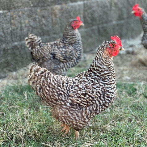 Adult Barred Rock Hens 
