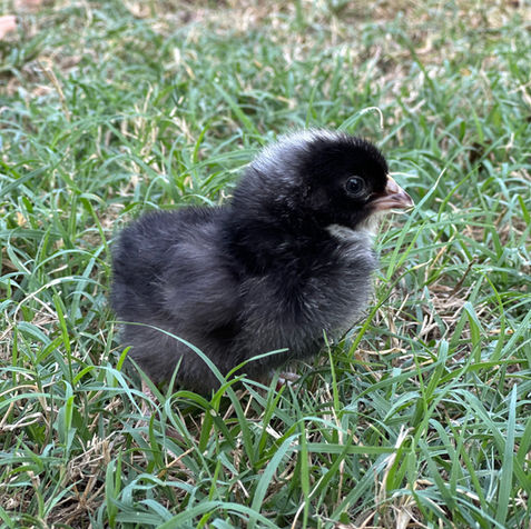 Barred Rock Chicks