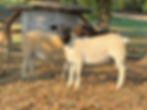 Pastured Dorper Lamb