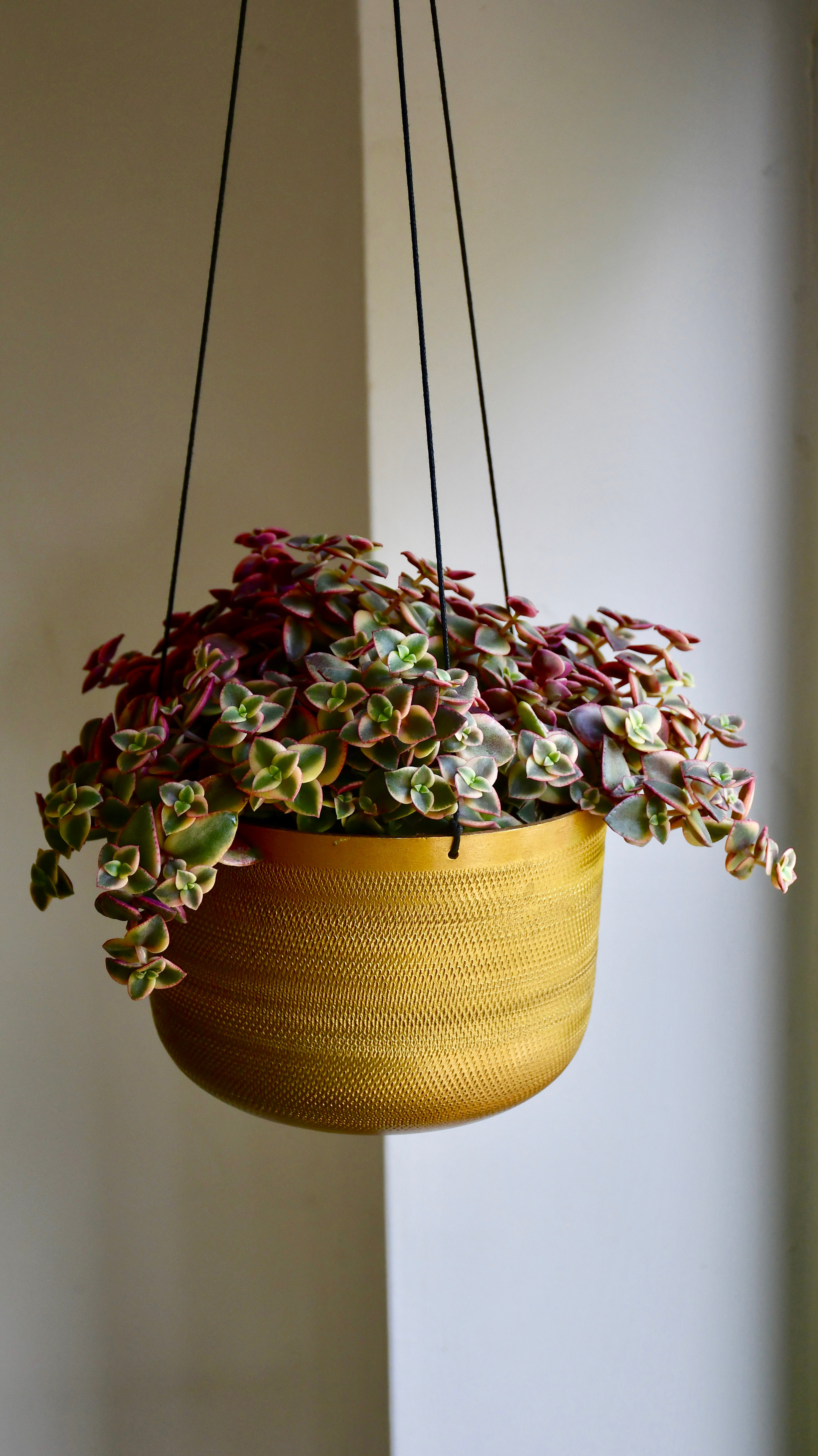 Crassula Marginalis Happyhouseplants