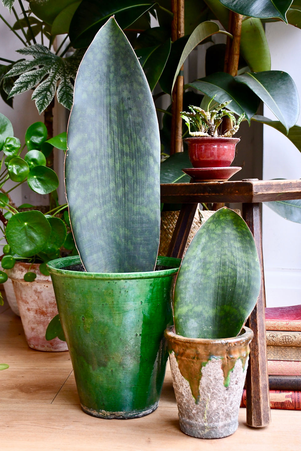 Snake Plant | Sansevieria Victoria