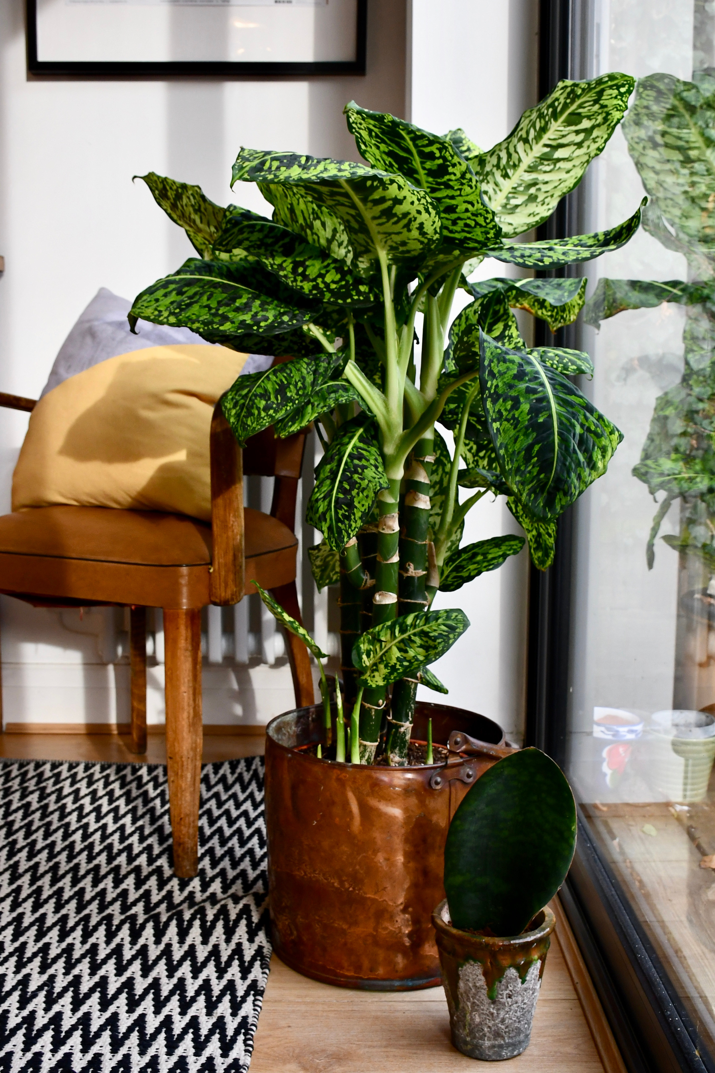 Dumb Cane Dieffenbachia Reflector happyhouseplants