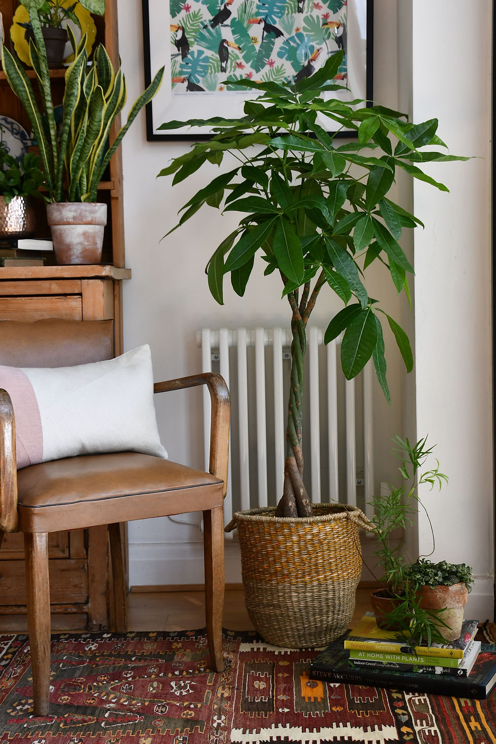 mexican fortune tree, braided Pachira Aquatica, happy house plants, indoor plants for sale, easy care, seagrass planter