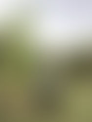 Indoor Plant Passions: Silvia Asuni