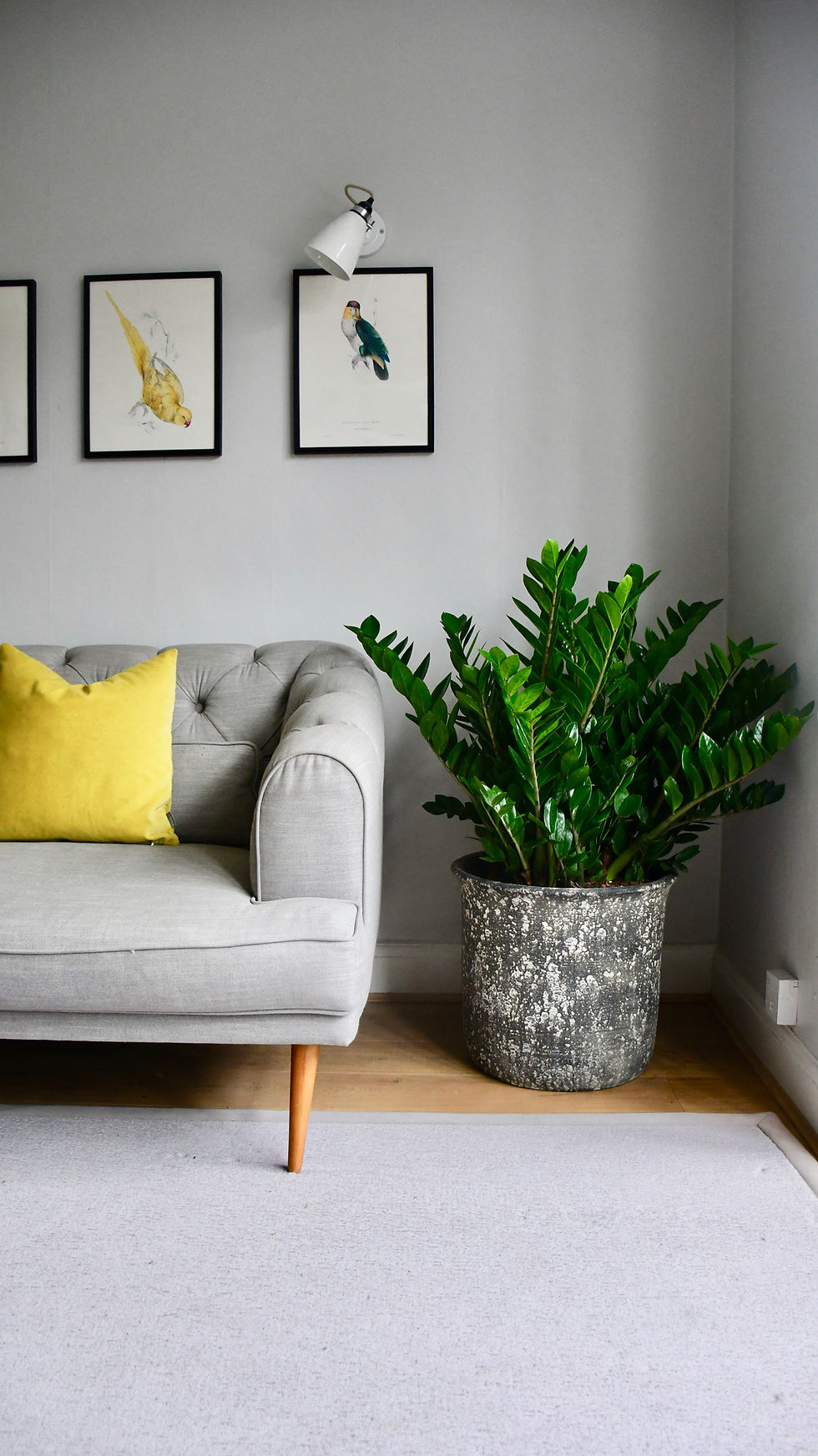 Zamioculcas Zamiifolia at home